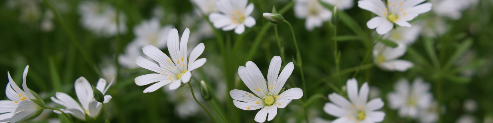 BREEAM-land-use-and-ecology