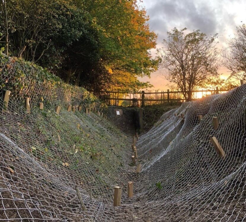 Badger mesh installed as part of sett closure works