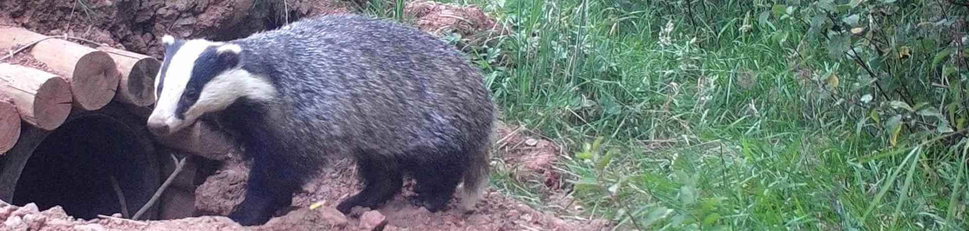 badger at artificial sett entrance
