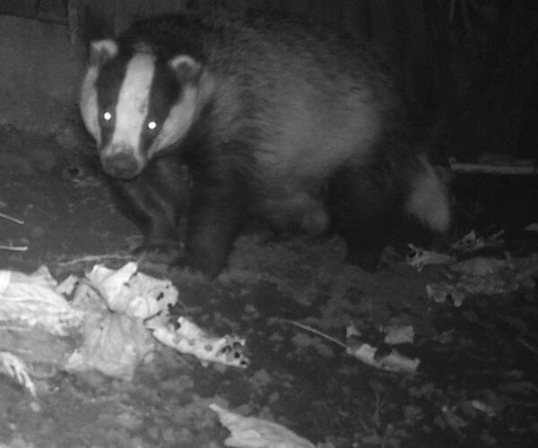 Badger exiting an artifical badger sett entrance