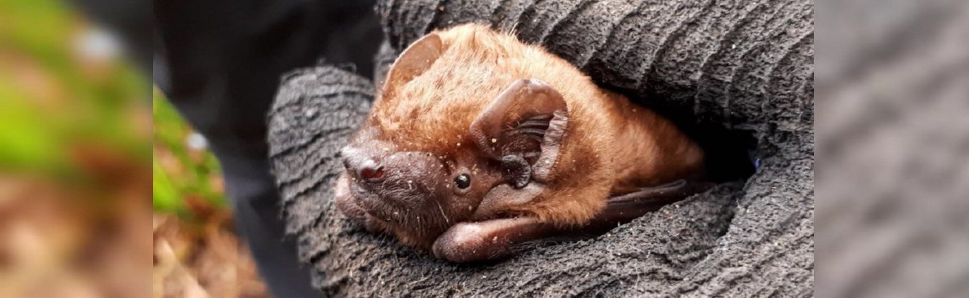 bat in the hand