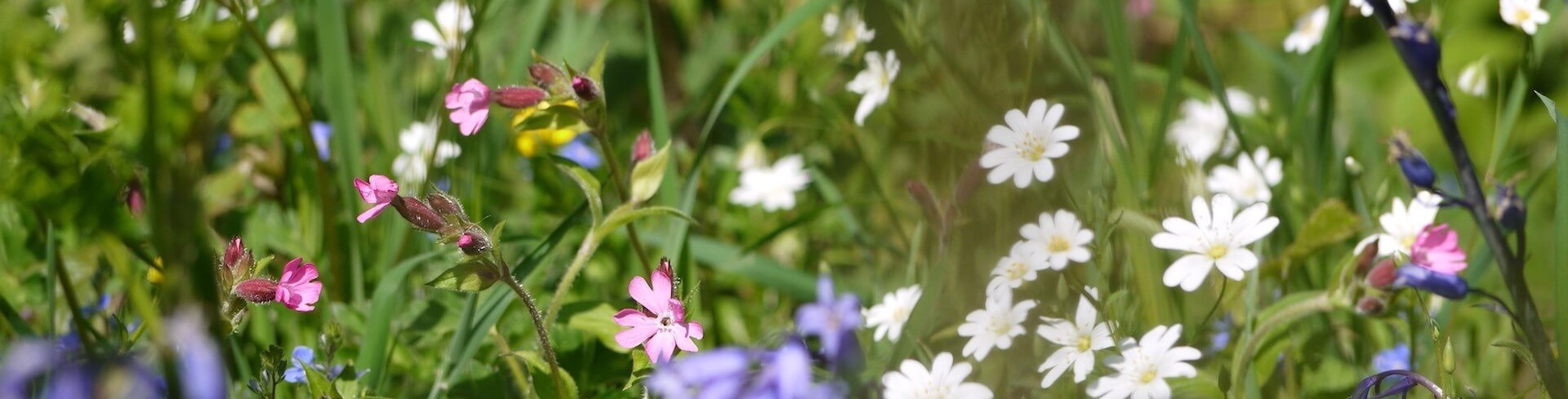 biodiversity-net-gain-surveys