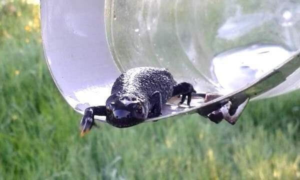 Great crested newt in a bottle trap