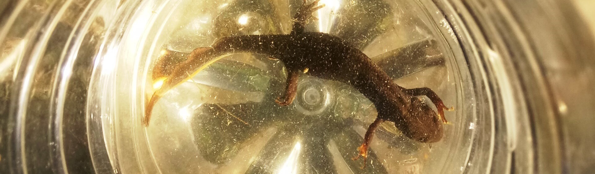 Great crested newt survey