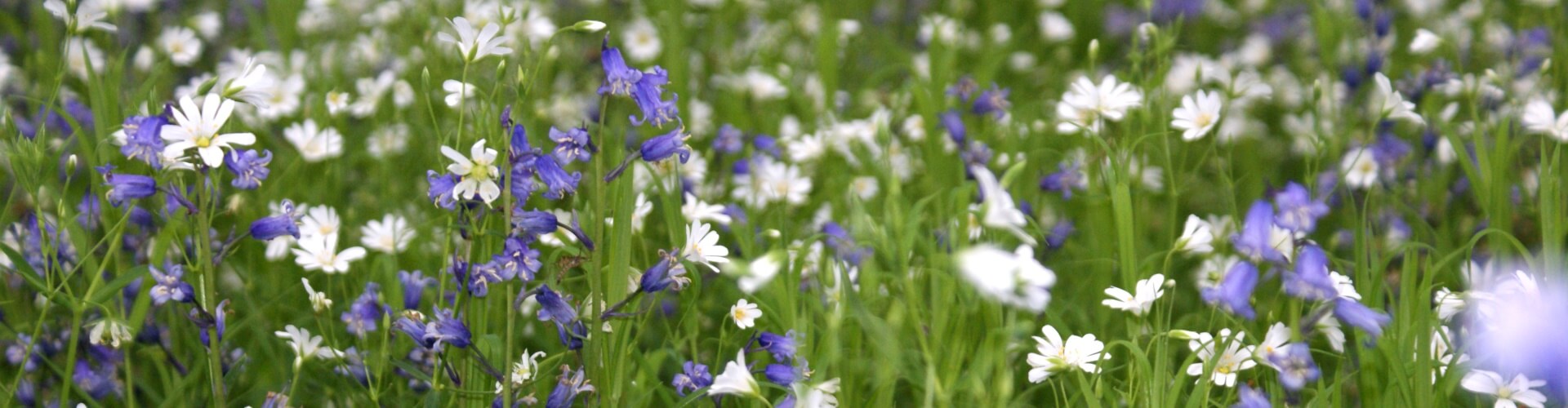 preliminary-ecological-appraisals