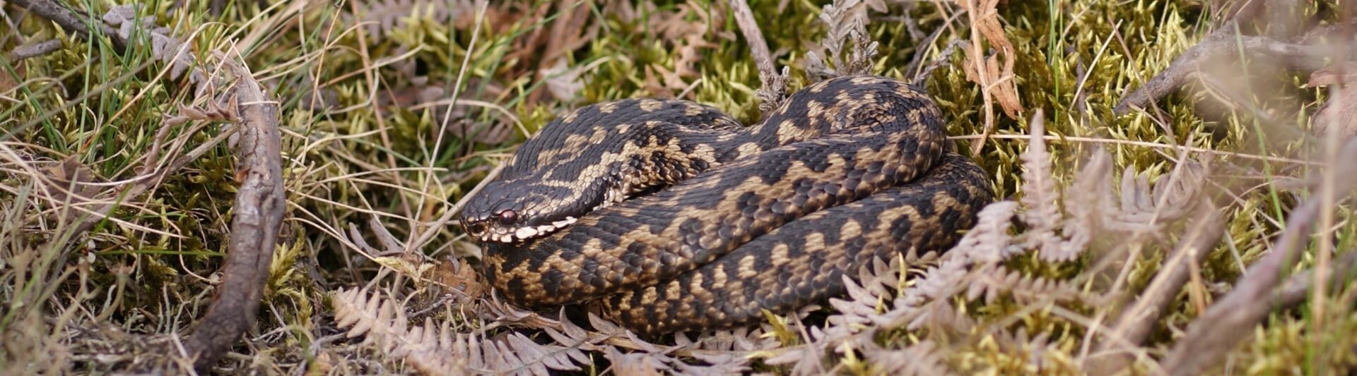 Reptile Surveys - Adder in Derbyshire
